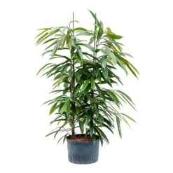 Ficus Amstel King - HydroCare 27 Ficus Amstel King - HydroCare -Indoor Plants Store Ficus Amstel King Hydroculture 28 19x125cm