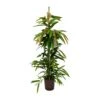 Ficus Amstel King - HydroCare -Indoor Plants Store Ficus Amstel King Hydroculture Indoor Plant