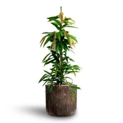 Luxe Lite Waterfall Cylinder Planter - Bronze 34 Luxe Lite Waterfall Cylinder Planter - Bronze -Indoor Plants Store Ficus Amstel King HydrocultureLuxe Lite Waterfall Cylinder Planter Bronze 333dabff c92d 4033 8815 9271527c50f1