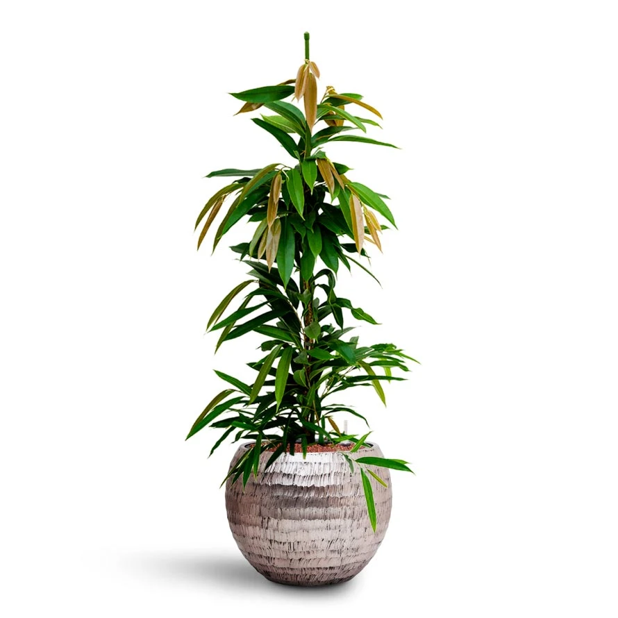 Ficus Amstel King - HydroCare 15 Ficus Amstel King - HydroCare - Image 13