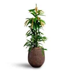 Ficus Amstel King - HydroCare 20 Ficus Amstel King - HydroCare -Indoor Plants Store Ficus Amstel King HydrocultureOpus Hit Darcy Planter Gold