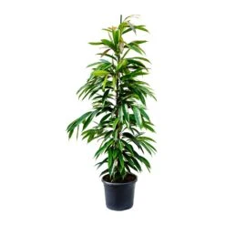 Ficus Amstel King - Narrow Leafed Fig -Indoor Plants Store Ficus Amstel King Narrow Leafed Fig