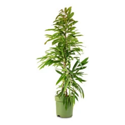 Ficus Amstel King - Narrow Leafed Fig -Indoor Plants Store Ficus Amstel King Narrow Leafed Fig 27x125cm