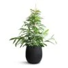 Ficus Amstel King - Narrow Leafed Fig 2 Ficus Amstel King - Narrow Leafed Fig -Indoor Plants Store Ficus Amstel King Narrow Leafed Fig 27x125cm Grigio Balloon Plant Pot Anthracite Concrete 42x42cm