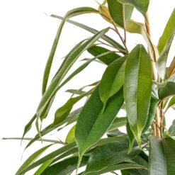 Ficus Amstel King - Narrow Leafed Fig -Indoor Plants Store Ficus Amstel King Narrow Leafed Fig SWATCH