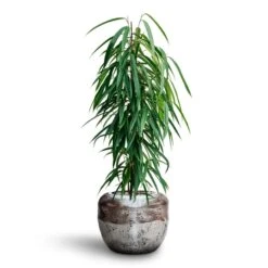 Ficus Alii - HydroCare -Indoor Plants Store Ficus Binnendijkii Alii Hydroculture Opus Raw Couple Planter Silver 08b8a9f4 0e05 429e b191 9660bd4e95f3