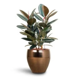Ficus Elastica Abidjan - HydroCare -Indoor Plants Store Ficus Elastica Abidjan Hydroculture Amora Couple Planter Gold