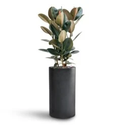 Solid Cylinder Planter - Dark Grey -Indoor Plants Store Ficus Elastica Abidjan Hydroculture Basic Cylinder Planter Dark Grey 063f9e1e ae08 458b aced d7fcd27a3fde