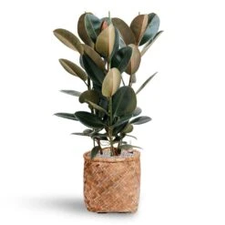 Zayn Bamboo Planter -Indoor Plants Store Ficus Elastica Abidjan Hydroculture Bohemian Zayn Bamboo Planter 72ba1d80 b754 4372 87bf 5e68654e4bb2