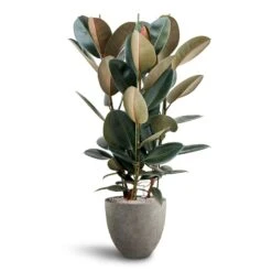 Ficus Elastica Abidjan - HydroCare -Indoor Plants Store Ficus Elastica Abidjan Hydroculture Grigio Egg Pot Planter Natural Concrete