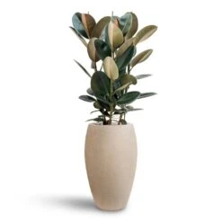 Ficus Elastica Abidjan - HydroCare -Indoor Plants Store Ficus Elastica Abidjan Hydroculture Raindrop Emperor Planter Beige