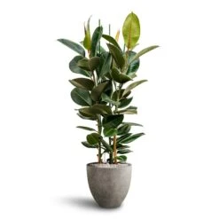 Grigio Egg Pot Planter - Natural Concrete -Indoor Plants Store Ficus Elastica Robusta Hydroculture Grigio Egg Pot Planter Natural Concrete 4c9212c3 f18b 4864 9422 e0b7984f2f11