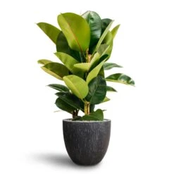 Raindrop Egg Planter - Anthracite 21 Raindrop Egg Planter - Anthracite -Indoor Plants Store Ficus Elastica Robusta Hydroculture Raindrop Couple Planter Anthracite f2474410 dc05 4a82 a7c6 c104c9762ae8
