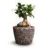 Ficus Ginseng - Indian Laurel -Indoor Plants Store Ficus Ginseng Indian Laurel 15x35cm Lava Couple Straight Relic Planter Black 19x13cm