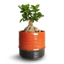 Ficus Ginseng - Indian Laurel 26 Ficus Ginseng - Indian Laurel -Indoor Plants Store Ficus Ginseng Indian Laurel 15x35cm Marlijn Plant Pot Blush 19x18cm