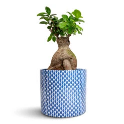 Lazzaro Plant Pot - Navy Garland 13 Lazzaro Plant Pot - Navy Garland -Indoor Plants Store Ficus Ginseng Indian Laurel 17x40cm Lazzaro Plant Pot Navy Garland 18x16cm