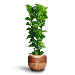 Ficus Lyrata Bambino - HydroCare -Indoor Plants Store Ficus Lyrata Bambino Hydroculture Opus Raw Couple Planter Gold
