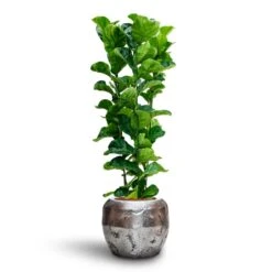 Ficus Lyrata Bambino - HydroCare -Indoor Plants Store Ficus Lyrata Bambino Hydroculture Opus Raw Couple Planter Silver 7a6929b9 dfe9 4175 8903 aed6a2e09fb4