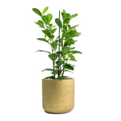 Ficus Moclame - Indian Laurel -Indoor Plants Store Ficus Moclame Indian Laurel Charlie Plant Pot Metallic Gold 80f7e522 90f5 44eb 8633 2499d5e6bf60