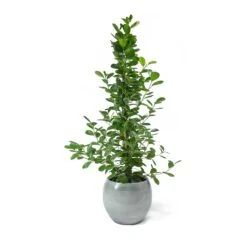 Ficus Moclame - Indian Laurel -Indoor Plants Store Ficus Moclame Indian Laurel Cresta Ice Blue Plant Pot