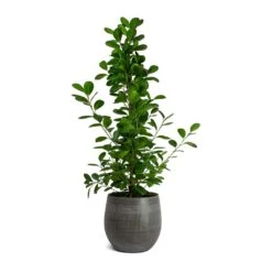 Ficus Moclame - Indian Laurel -Indoor Plants Store Ficus Moclame Indian Laurel Esra Plant Pot Mystic Grey