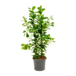 Ficus Moclame - Indian Laurel -Indoor Plants Store Ficus Moclame Indian Laurel Large