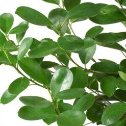 Ficus Moclame - HydroCare -Indoor Plants Store Ficus Moclame Indian Laurel Leaves 630302b3 ccff 4798 a787 2488bd97b544