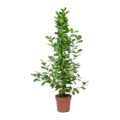 Ficus Moclame - Indian Laurel -Indoor Plants Store Ficus Moclame Indian Laurel Small Tuft