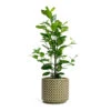 Ficus Moclame - Indian Laurel