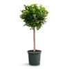 Ficus Moclame - Indian Laurel - Straight Stem -Indoor Plants Store Ficus Moclame Indian Laurel Tree Straight Stem