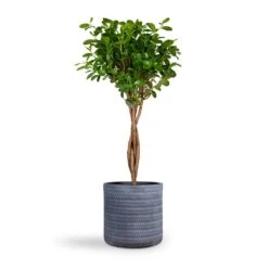 Angle Cylinder Plant Pot - Grey -Indoor Plants Store Ficus Moclame Indian Laurel Twisted Stem 23x110cm Angle Cylinder Plant Pot Grey 30x30cm
