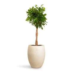 Ficus Moclame - Indian Laurel - Twisted Stem 19 Ficus Moclame - Indian Laurel - Twisted Stem -Indoor Plants Store Ficus Moclame Indian Laurel Twisted Stem 23x110cm Grigio Tall Balloon Planter Antique White Concrete 40x50cm 14703255 6703 47cf b59f 6653d72ca745