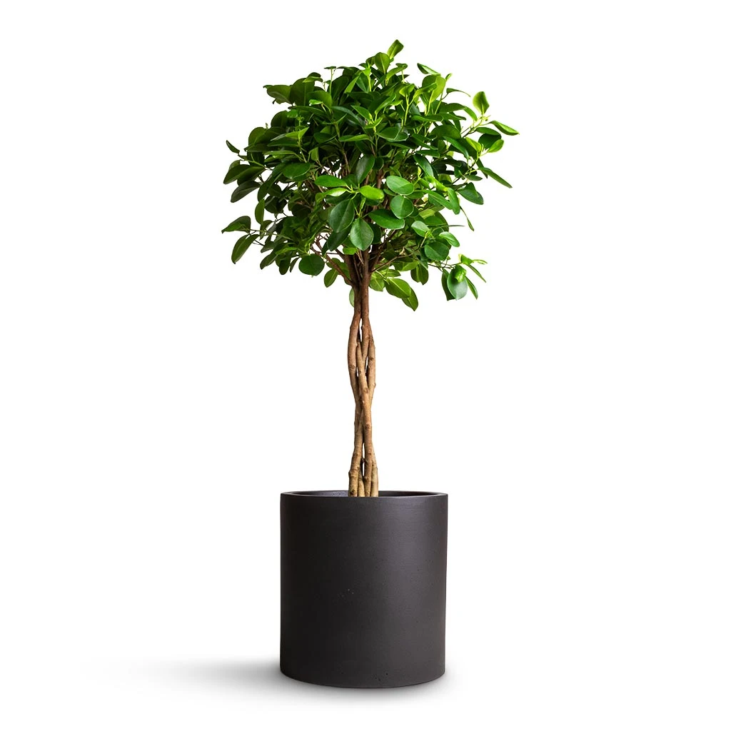 Ficus Moclame - Indian Laurel - Twisted Stem 3 Ficus Moclame - Indian Laurel - Twisted Stem