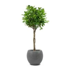 Abby Ball Plant Pot - Ridged Dark Grey -Indoor Plants Store Ficus Moclame Indian Laurel Twisted Stem Abby Ball Plant Pot Ridged Dark Grey 4018ef54 acce 4998 8bb3 fc477060d8a3