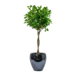 Amora Plant Pot - Anthracite Mirror -Indoor Plants Store Ficus Moclame Indian Laurel Twisted Stem Amora Plant Pot Anthracite Mirror 6f5e6746 58d9 4b4e 97dc ce592bac9f00