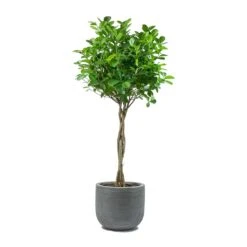 Cody Plant Pot - Ridged Dark Grey 25 Cody Plant Pot - Ridged Dark Grey -Indoor Plants Store Ficus Moclame Indian Laurel Twisted Stem Dice Plant Pot Ridged Dark Grey 0d35bbef 60ba 4e51 8fec 43e05c8b0828