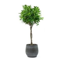 Esra Plant Pot - Mystic Grey 40 Esra Plant Pot - Mystic Grey -Indoor Plants Store Ficus Moclame Indian Laurel Twisted Stem Esra Mystic Grey Plant Pot aef8bbf7 67bc 40d7 80c7 533afa89bc53