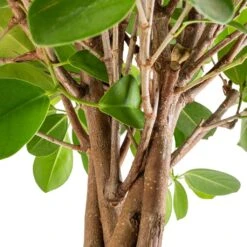 Ficus Moclame - Indian Laurel - Twisted Stem 21 Ficus Moclame - Indian Laurel - Twisted Stem -Indoor Plants Store Ficus Moclame Indian Laurel Twisted Stem SWACH 2