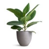Ficus Benghalensis Audrey - Bengal Fig 1 Ficus Benghalensis Audrey - Bengal Fig -Indoor Plants Store Ficus benghalensis Audrey Bengal Fig 14x45cm Coral Refined Planter Clouded Grey 18x15cm c741c4ce 2757 4d29 ac1c b09ffd3723a4