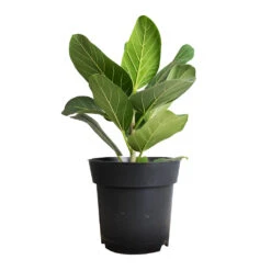 Ficus Benghalensis Audrey - Bengal Fig 18 Ficus Benghalensis Audrey - Bengal Fig -Indoor Plants Store Ficus benghalensis Audrey Bengal Fig 17x60cm df3f004e 36e3 4b01 8325 07c5c79965bd