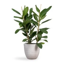 Ficus Benghalensis Audrey - Bengal Fig 22 Ficus Benghalensis Audrey - Bengal Fig -Indoor Plants Store Ficus benghalensis Audrey Bengal Fig 24x100cm Angle Couple Plant Pot White 30x28cm