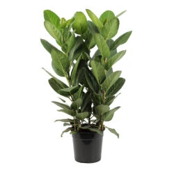Ficus Benghalensis Audrey - Bengal Fig 27 Ficus Benghalensis Audrey - Bengal Fig -Indoor Plants Store Ficus benghalensis Audrey Bengal Fig 27cm