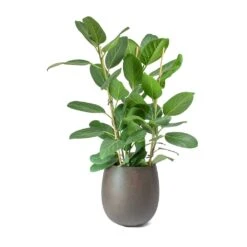 Ficus Benghalensis Audrey - Bengal Fig 26 Ficus Benghalensis Audrey - Bengal Fig -Indoor Plants Store Ficus benghalensis Audrey Bengal Fig Balloon Planter Concrete Rusty Iron