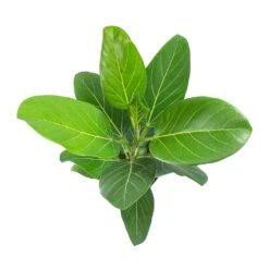 Ficus Benghalensis Audrey - Bengal Fig 17 Ficus Benghalensis Audrey - Bengal Fig -Indoor Plants Store Ficus benghalensis Audrey Bengal Fig Leaves