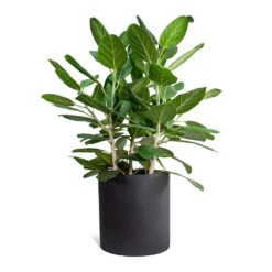 Max Refined Planter - Volcano Black -Indoor Plants Store Ficus benghalensis Audrey Bengal Fig Max Refined Planter Volcano Black STL