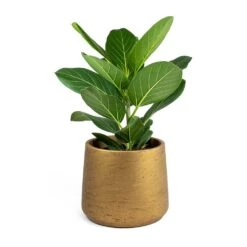 Ficus Benghalensis Audrey - Bengal Fig 25 Ficus Benghalensis Audrey - Bengal Fig -Indoor Plants Store Ficus benghalensis Audrey Bengal Fig Patt Plant Pot Metallic Copper