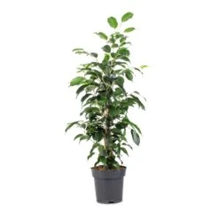 Ficus Benjamina Danielle - Weeping Fig - Branched -Indoor Plants Store Ficus benjamina Danielle Weeping Fig Branched 14x55cm