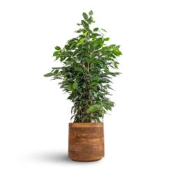 Helle Plant Pot - Natural 29 Helle Plant Pot - Natural -Indoor Plants Store Ficus benjamina Danielle Weeping Fig Branched 21x90cm Helle Plant Pot Natural 26x25cm