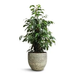 Ficus Benjamina Danielle - Weeping Fig - Branched -Indoor Plants Store Ficus benjamina Danielle Weeping Fig Branched 21x90cm Rinca Plant Pot Shiny Green 29x26cm