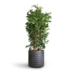 Ficus Benjamina Danielle - Weeping Fig - Branched -Indoor Plants Store Ficus benjamina Danielle Weeping Fig Branched 27x120cm Angle Cylinder Plant Pot Anthracite 30x30cm